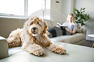 Woman with his Golden Labradoodle dog reading at home