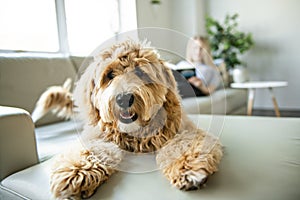 Woman with his Golden Labradoodle dog reading at home