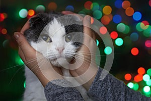 Woman hold a cat on a background of garlands, selective focus