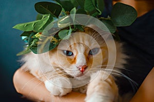 Woman hold cream ragdoll cute cat who wears green leaves garland, face is not happy