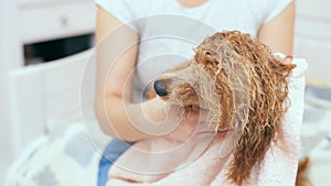 Woman hold dog and wipe fur by towel .