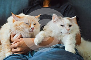 Woman hold one yellow cat and one white cute fat cat on sofa