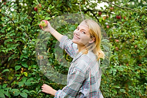 Woman hold ripe apple tree background. Farm producing organic eco friendly natural product. Girl gather apples harvest