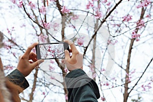 Woman hold smartphone taking photo beauty cherry blossom floral