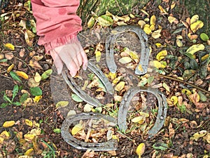 Woman hold wornout horsehoes just removed from hooves