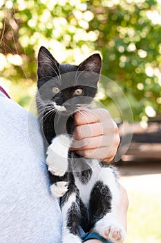 Woman holding adorable black with white cat in the garden in front of trees