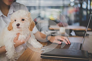 Woman holding adorable dog at cafe restaurant. female teenager s