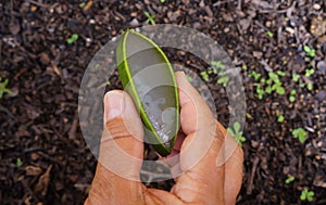 Woman holding aloe vera plant. photo