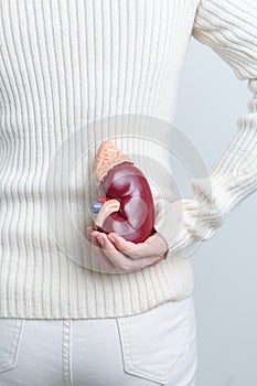 woman holding Anatomical human kidney Adrenal gland model. disease of Urinary system and Stones, Cancer, world kidney day, Chronic