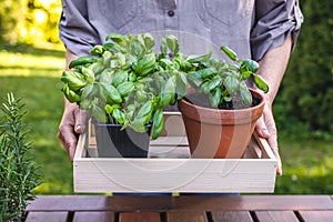 Woman holding basil herb in pots in garden