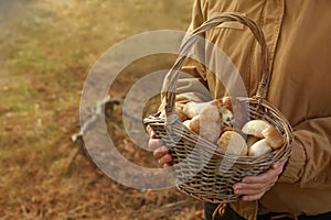 Woman holding basket with fresh mushrooms in forest, closeup