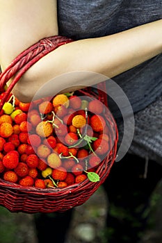 Woman holding a basket full of wild strawberries