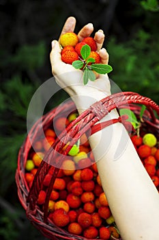 Woman holding a basket full of wild strawberries on a green backgrouÃÂ±nd