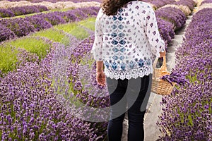 Woman Holding a Basket of Purple Lavender in Lavender Field