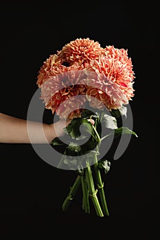 Woman holding beautiful coral dahlia flowers on black background, closeup
