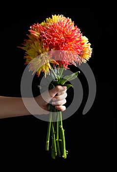 Woman holding beautiful dahlia flowers on black background, closeup