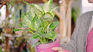 Woman holding a beautiful house plant in a pink pot