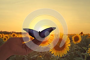 Woman holding beautiful morpho butterfly in sunflower field at sunset