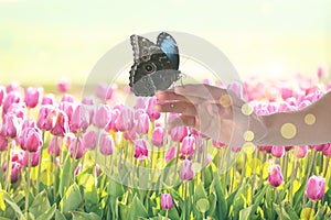 Woman holding beautiful morpho butterfly in tulip field, closeup. Bokeh effect