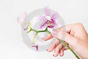 Woman holding beautiful orchid flowers in hand i