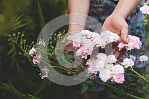 Woman holding a beautiful pink rose flower in her hands sitting in blooming summer garden