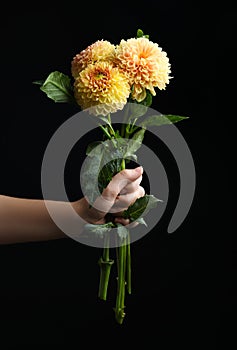 Woman holding beautiful yellow dahlia flowers on black background, closeup