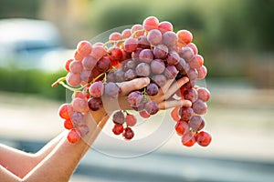 A woman holding big cluster of red juicy grapes in her hand