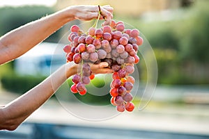 A woman holding big cluster of red juicy grapes in her hand