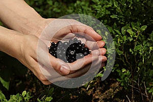 Woman holding bilberries outdoors, closeup. Seasonal berries