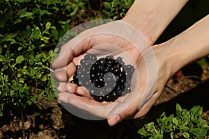 Woman holding bilberries outdoors, closeup. Seasonal berries