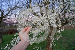 Woman holding blooming peach tree springtime concept