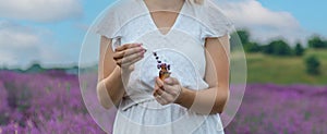 Woman holding bottle with natural essential oil in lavender field. Selective focus