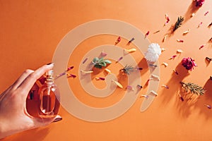 Woman holding bottle of perfume with ingredients. Fragrance of flowers, spices, herbs and fir tree on orange background photo