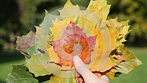 Woman holding bouquet of colorful leaves in her hands. Autumn leaves in autumn park. Mid-autumn, deciduous, beautiful