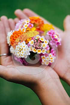 Woman holding a bouquet of latana flowers in her hands. Summer wild flowers photo