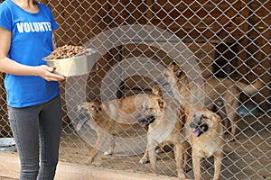 Woman holding bowl of food near cage with homeless dogs. Volunteering concept