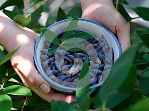 A woman holding a bowl of freshly harvested honeysuckle berries in her hands