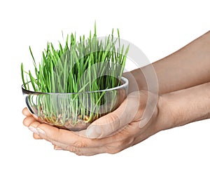 Woman holding bowl of sprouted wheat grass isolated on white