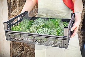 A woman is holding a box of microgreens. Growing microgreens at home. Growing and selling microgreens. DIY