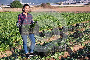 Woman holding box with picked swiss chard