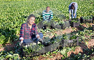 Woman holding box with picked swiss chard