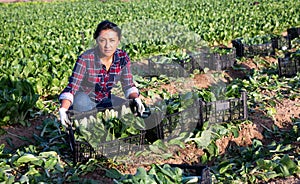 Woman holding box with picked swiss chard
