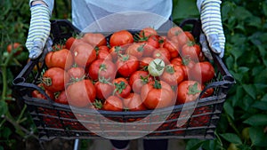 Woman holding a box of tomato crops. Fresh waxes, healthy and proper nutrition.