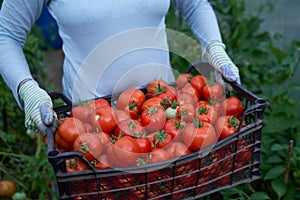 Woman holding a box of tomato crops. Fresh waxes, healthy and proper nutrition.