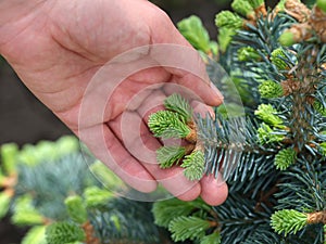 A woman holding the branch of an abies lasiocarpa compacta. photo