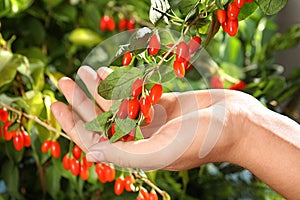 Woman holding branch with ripe fresh goji berries in garden