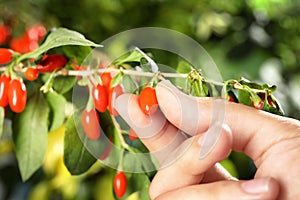 Woman holding branch with ripe fresh goji berries in garden