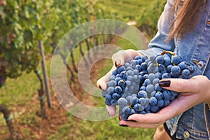 Woman holding bunch of black grapes in vineyard. concepts of vintagem harvest and wine making