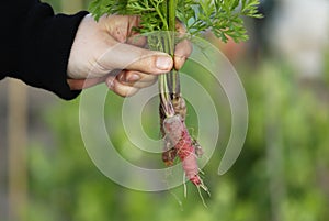 Woman holding bunch of carrots.