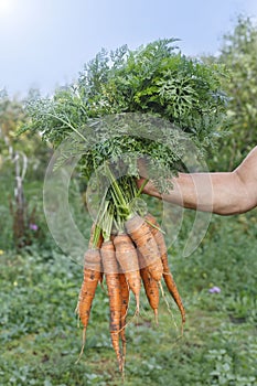 Woman holding a bunch of carrots. Bunch of carrots in hands with soft background. Fresh harvested carrots from the garden. Just pi